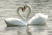 Love swans